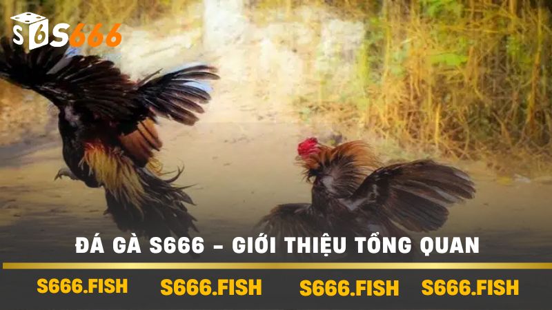 Đá Gà s666 - Cách Tham Gia Và Chiến Thuật Thắng Hiệu Quả 2 Đá Gà s666 - Giới thiệu tổng quan